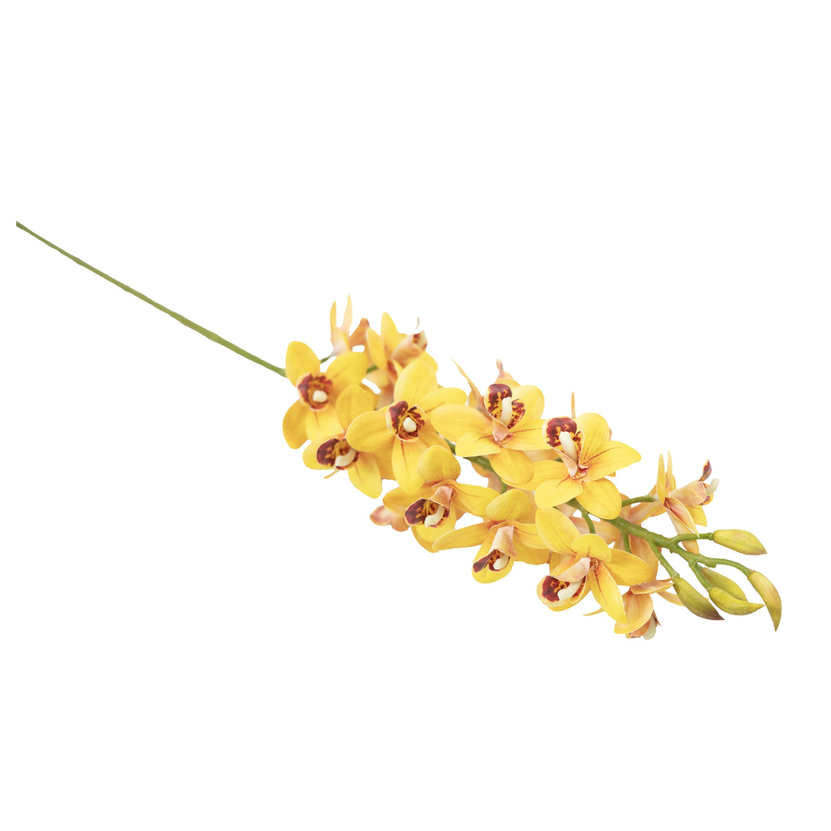 Vanda Orchid Yellow Stem - 80cm