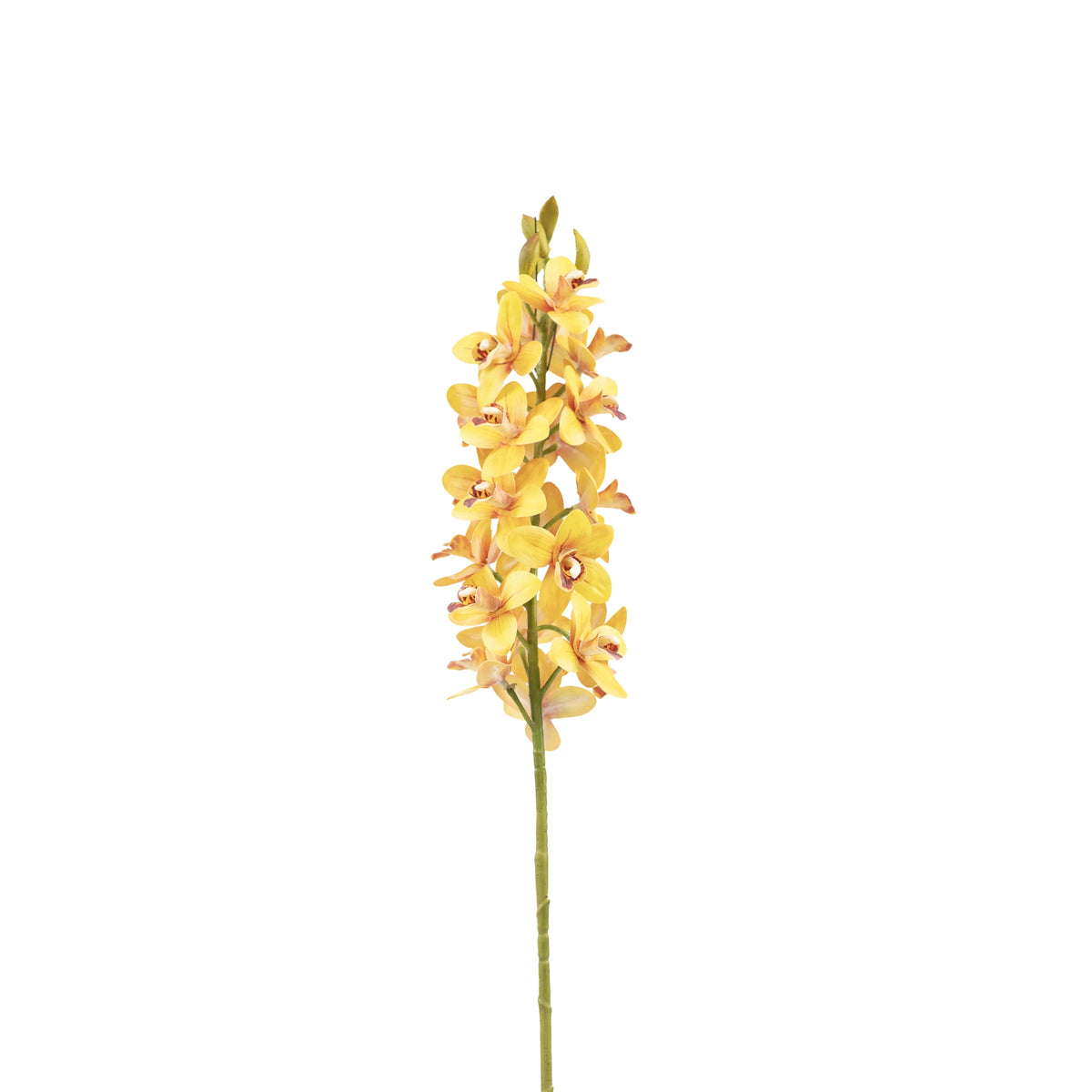 Vanda Orchid Yellow Stem - 80cm