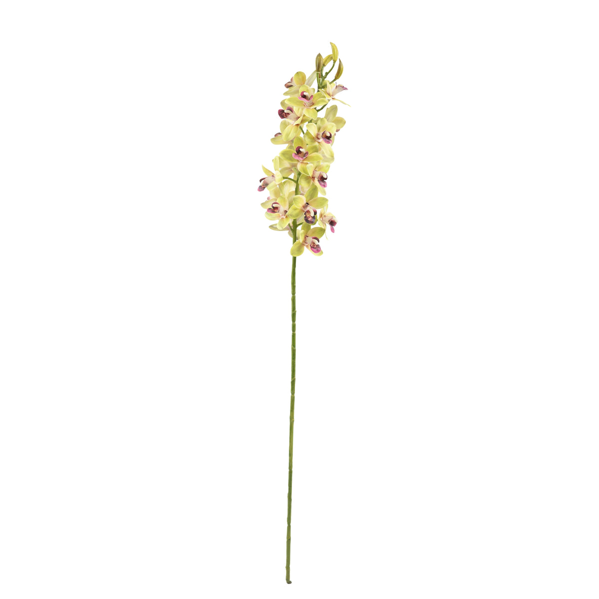 Vanda Orchid Green Stem - 80cm