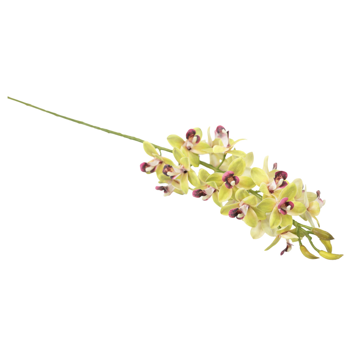 Vanda Orchid Green Stem - 80cm