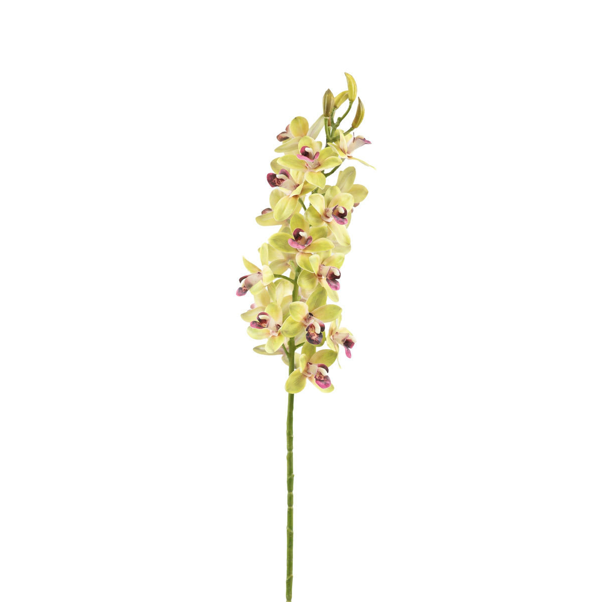 Vanda Orchid Green Stem - 80cm