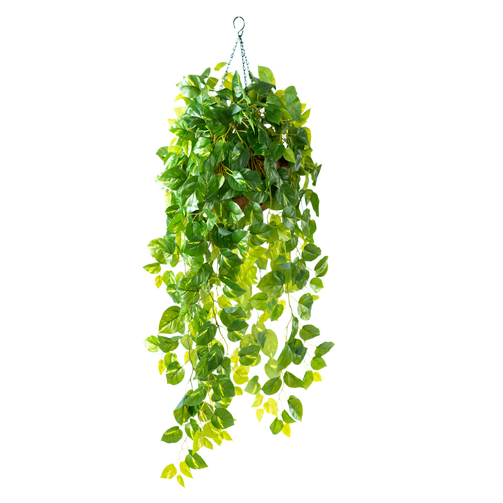 Hanging Basket S with Pothos & Epipremnu