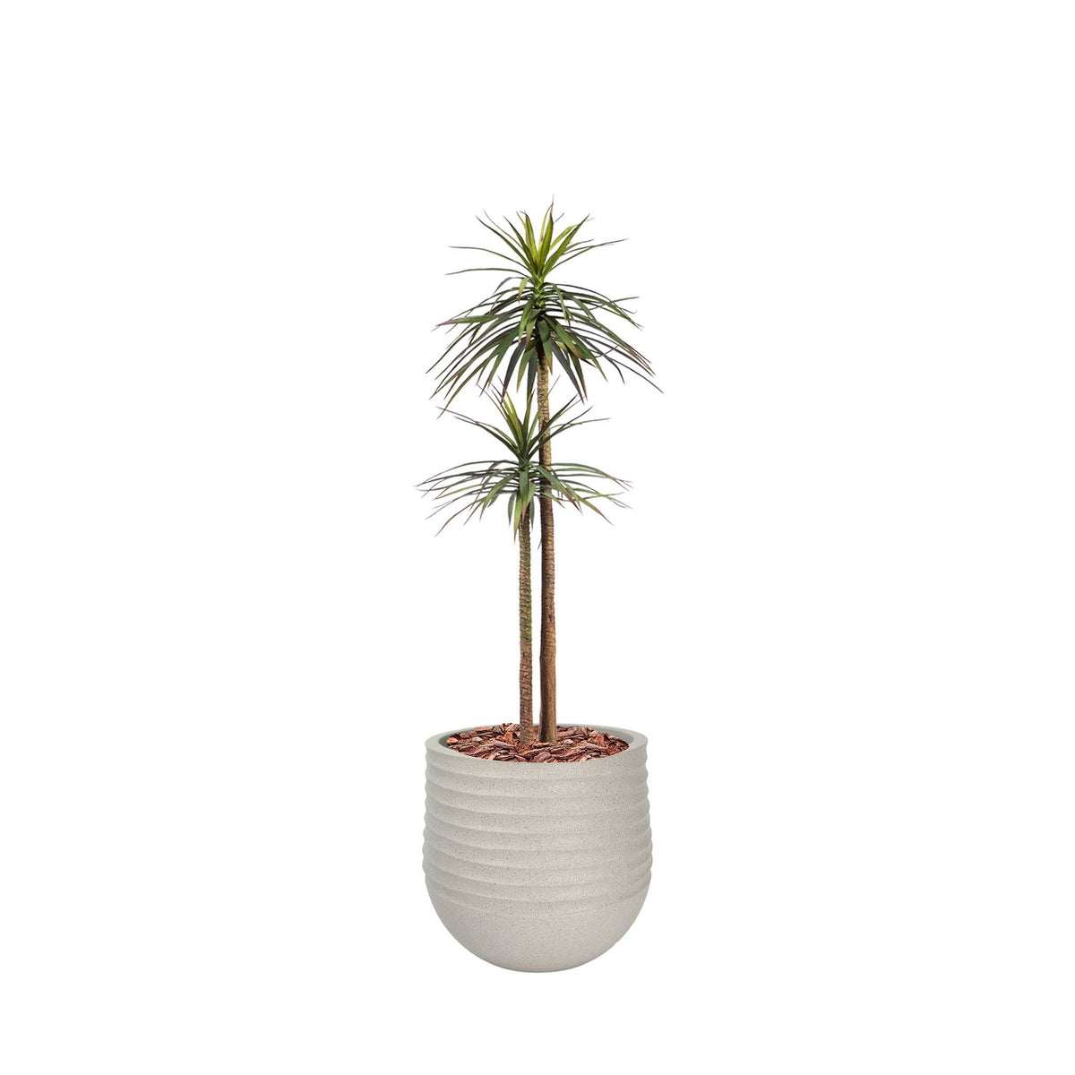 Mariella Round L Beige with Yucca Tree 2 Branches - 165cm