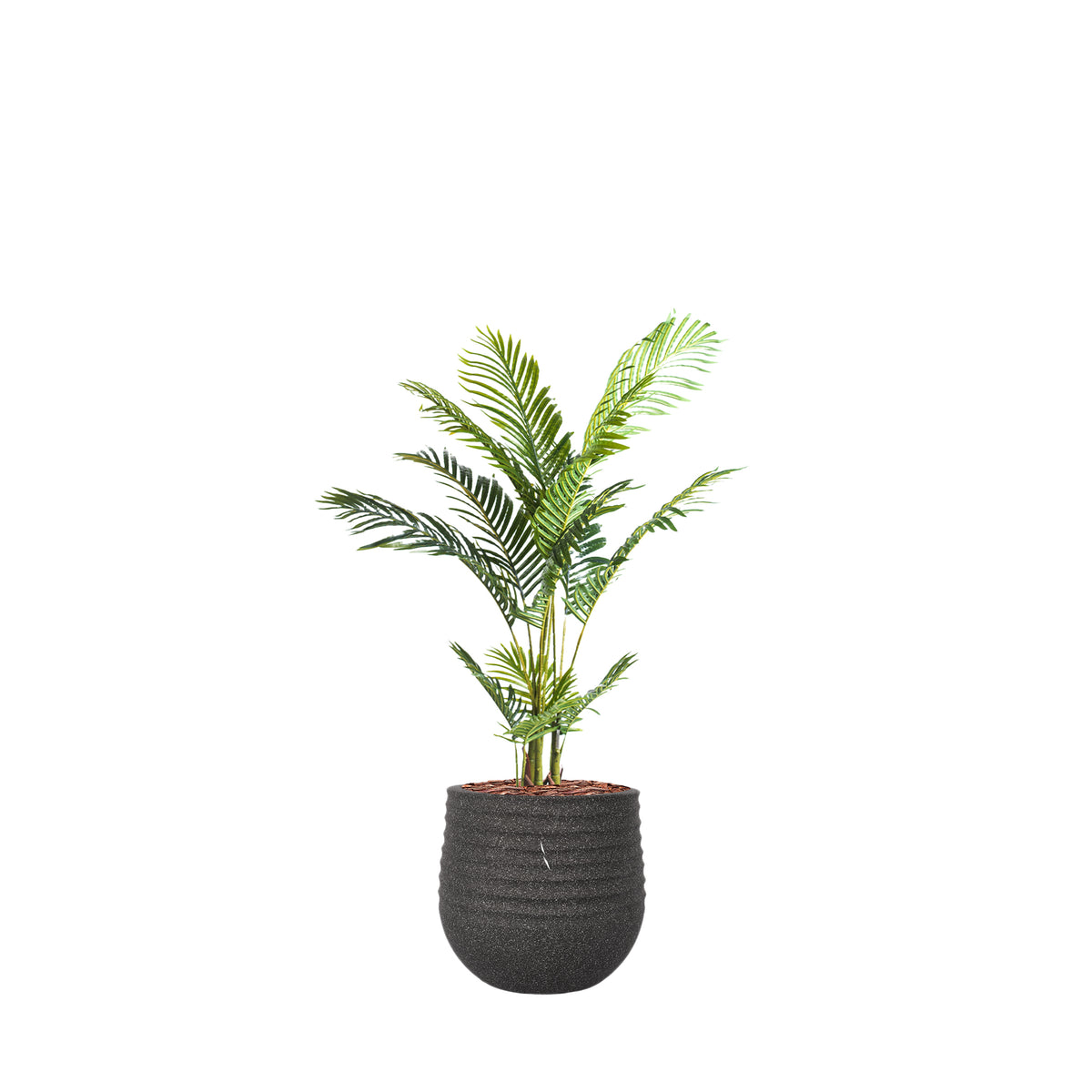 Mariella Round L Black with Areca Palm - 120cm