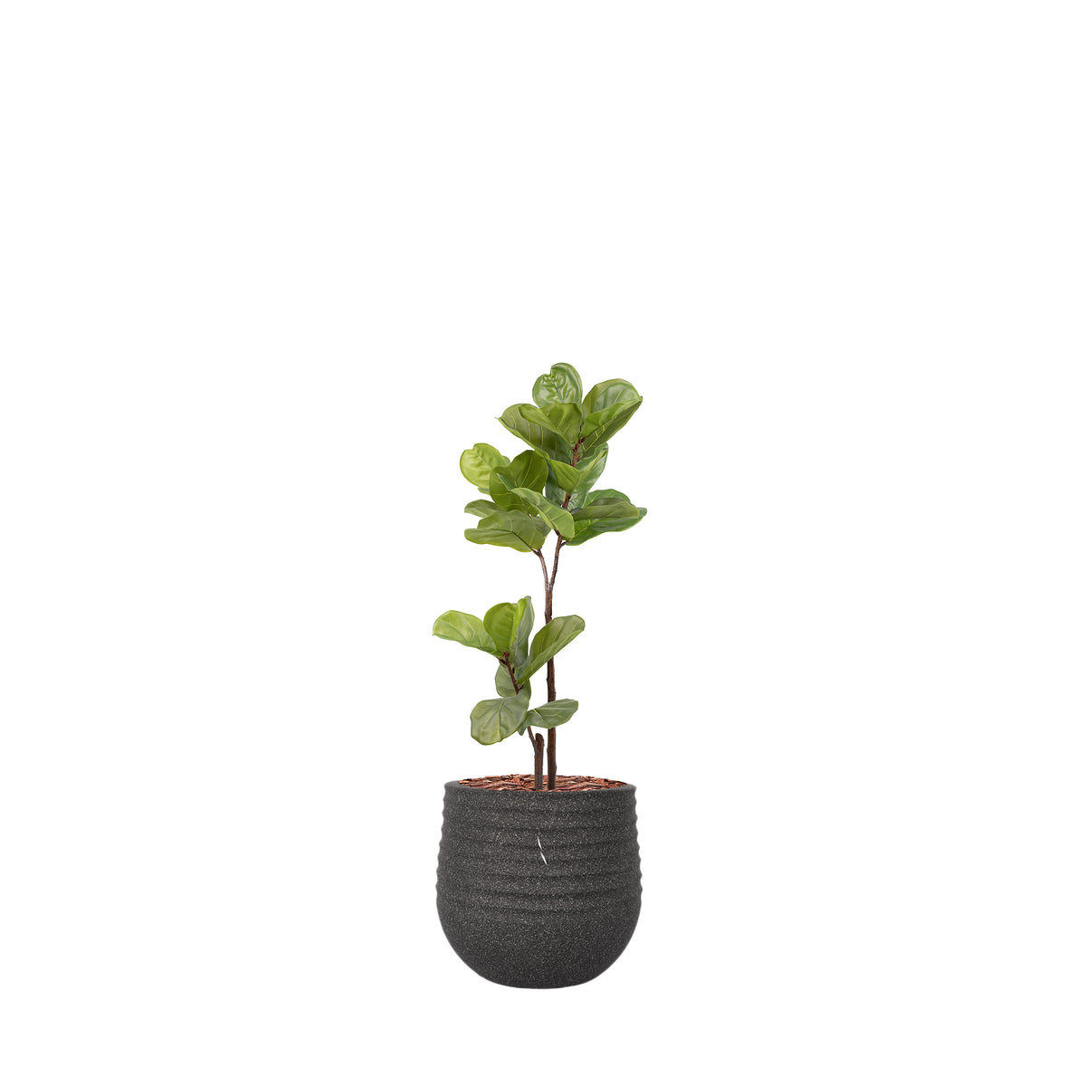 Mariella Round L Black with Fiddle Leaf Ficus - 120cm