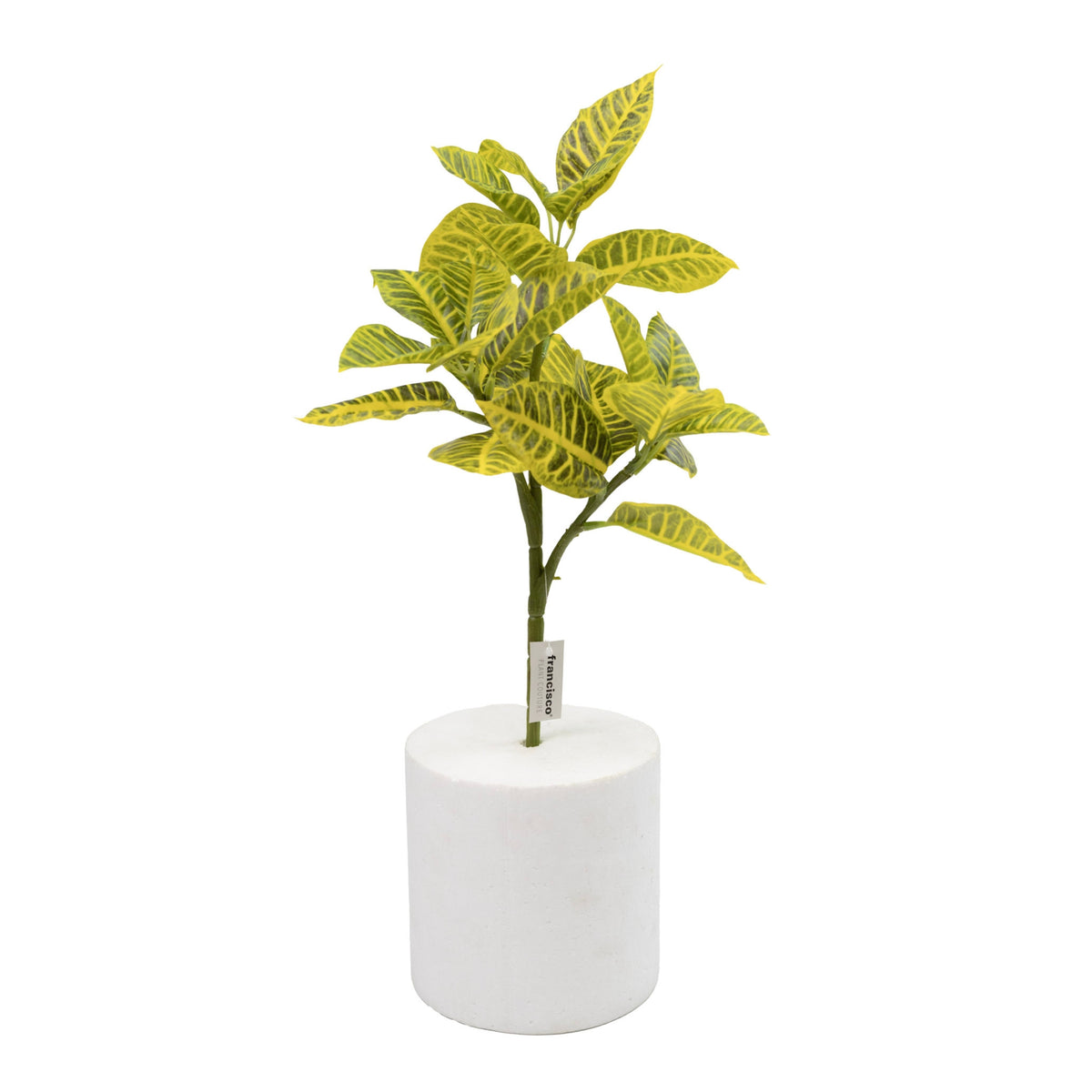 Filler Croton - 40cm