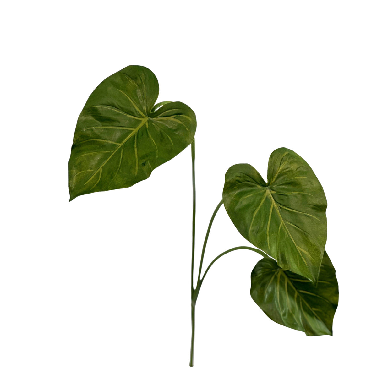 Filler Elephant Ear 3 Leaves - 70cm