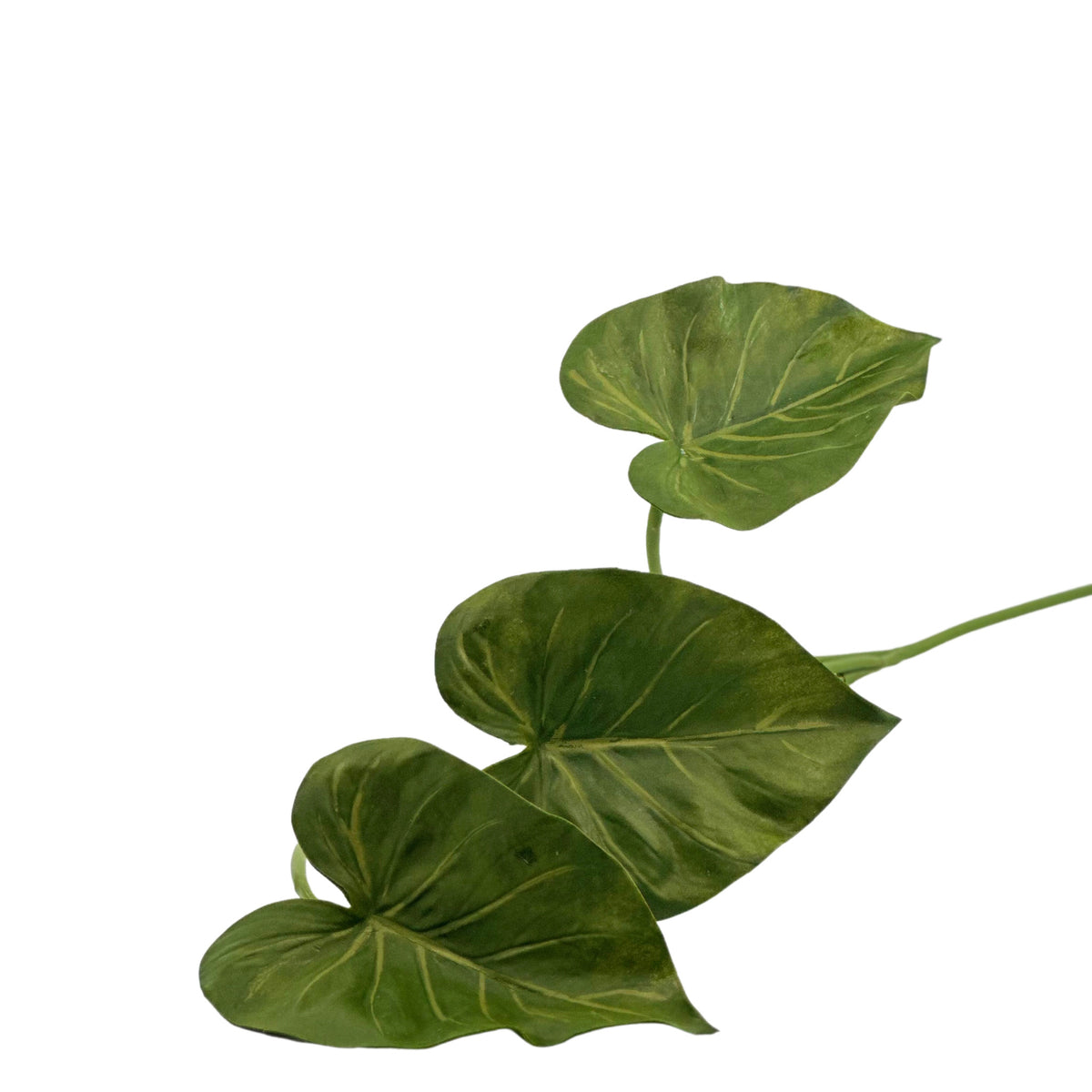 Filler Elephant Ear 3 Leaves - 70cm