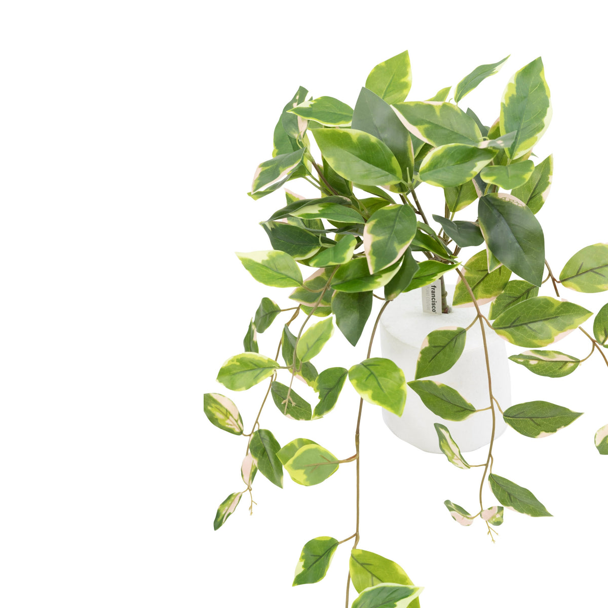 Foliage in Grey Plastic Pot with Legs