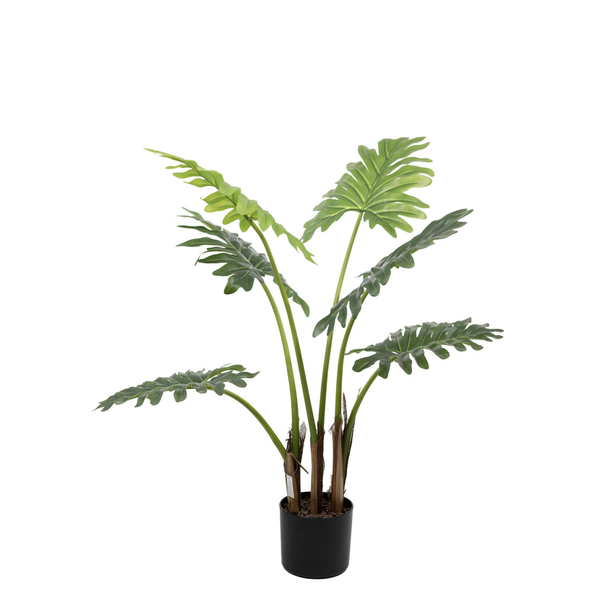 Philodendron - 90cm