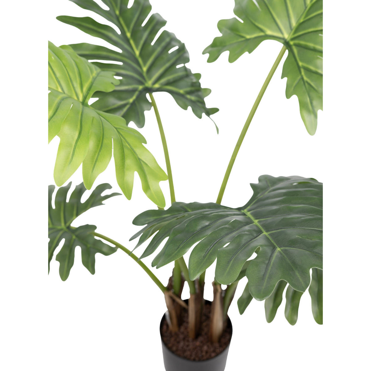 Philodendron - 90cm