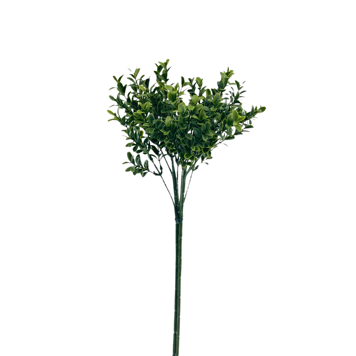 Filler Boxwood Bush - 44cm