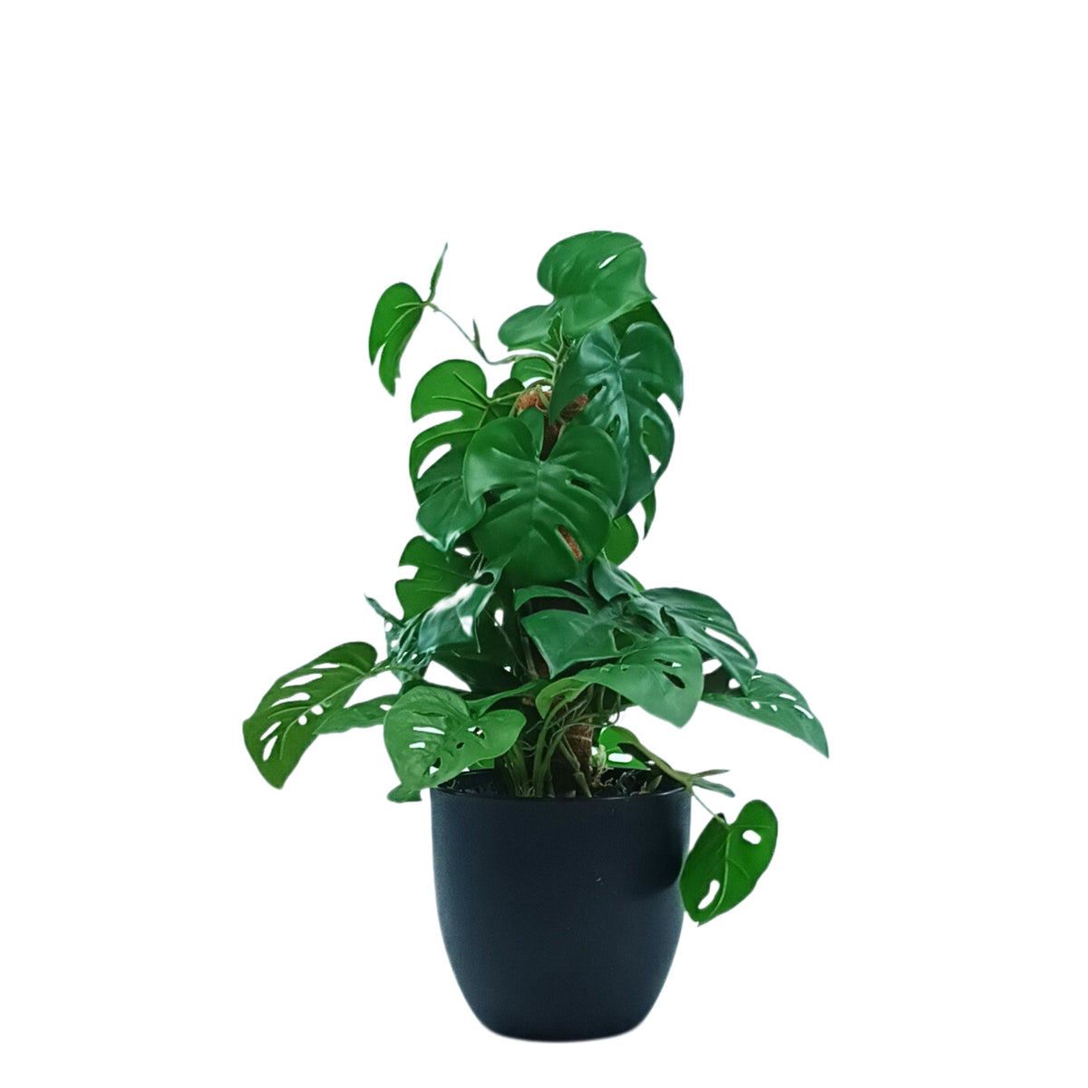 Potted Monstera MossPole - 48cm. Dark green leaves arranged. Purchase from Plant Couture. www.plantcouture.co.za