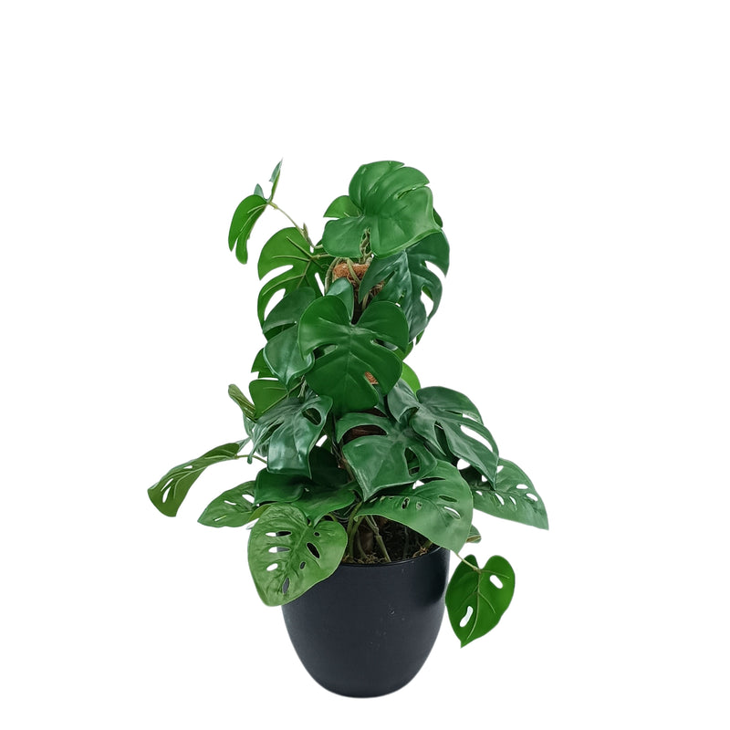 Potted Monstera MossPole - 48cm. Dark green leaves arranged. Purchase from Plant Couture. www.plantcouture.co.za