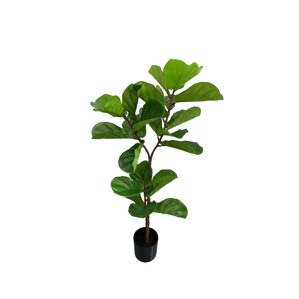 Ficus Fiddle Leaf 120cm