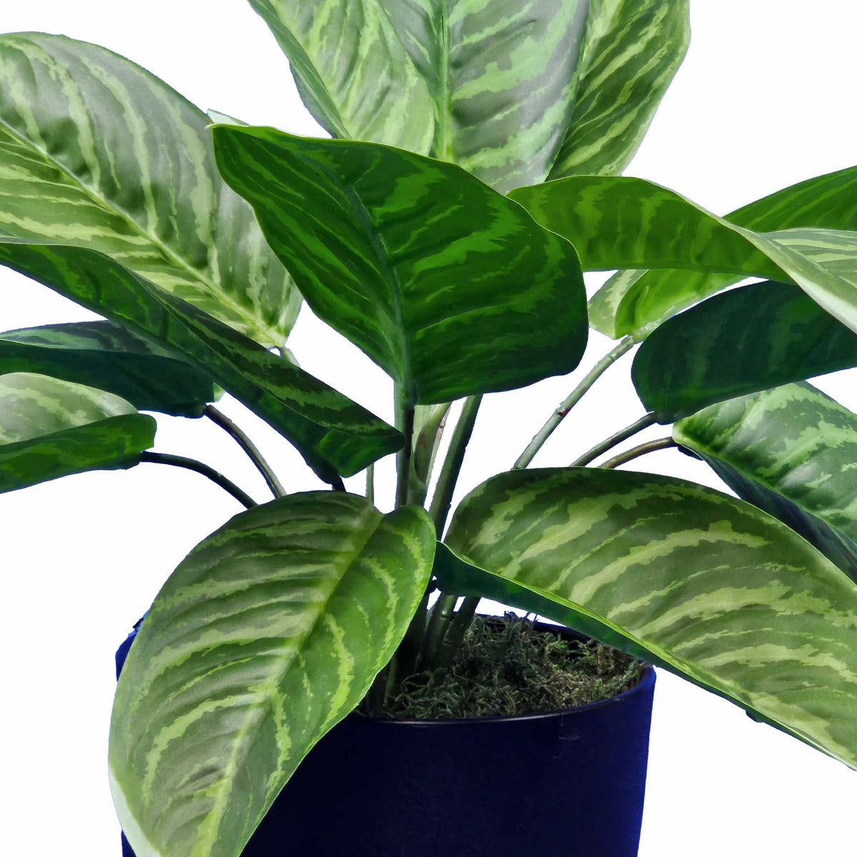 Potted Aglaonema x3 - 48cm