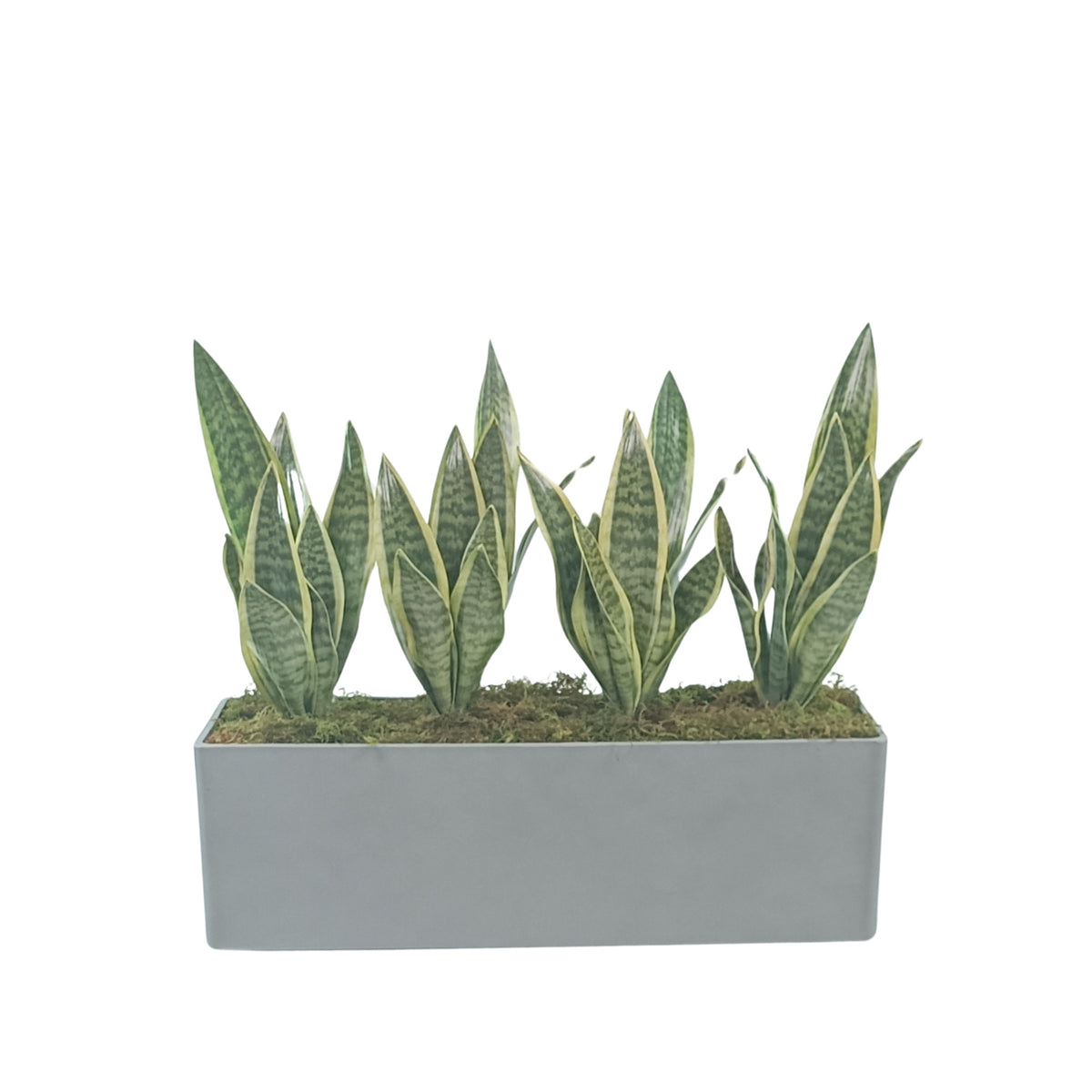 Window Box M 69x22x22cm Sage