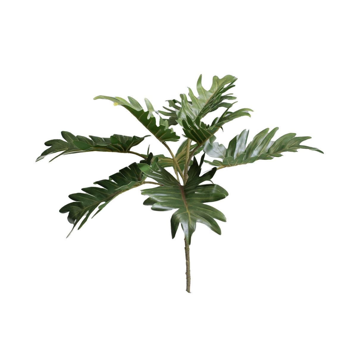 Filler Philodendron Bush - 40cm