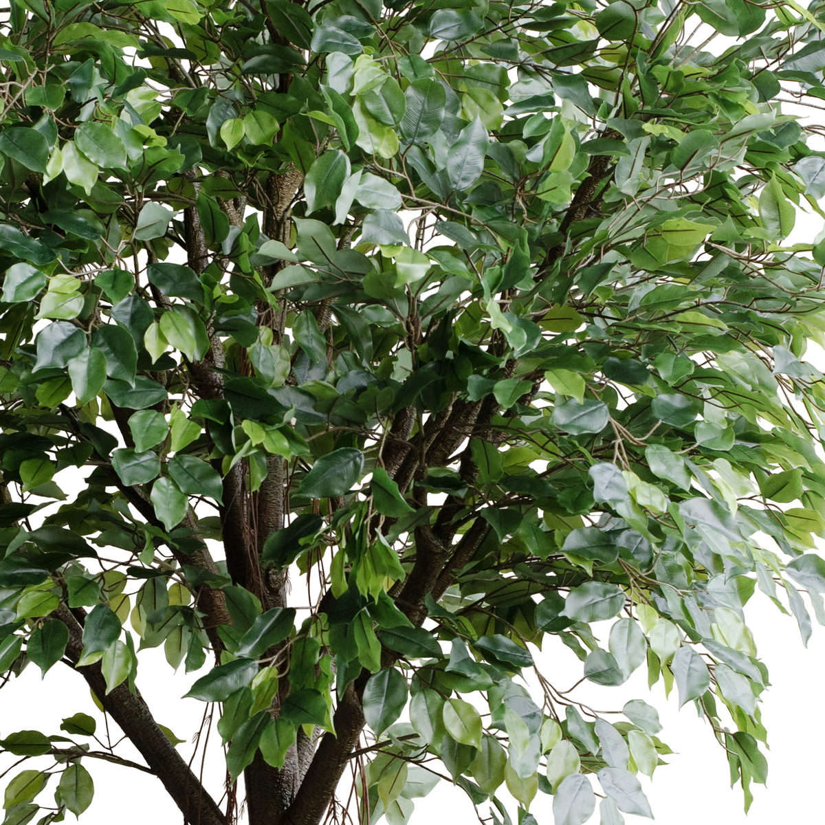 Ficus Tree Real Touch with base 245cm