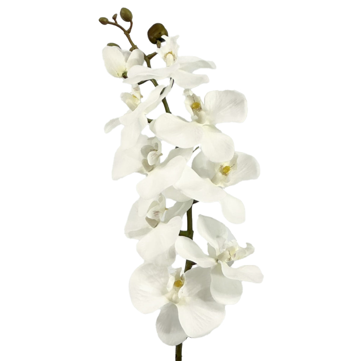 Phalaenopsis Orchid White 75cm