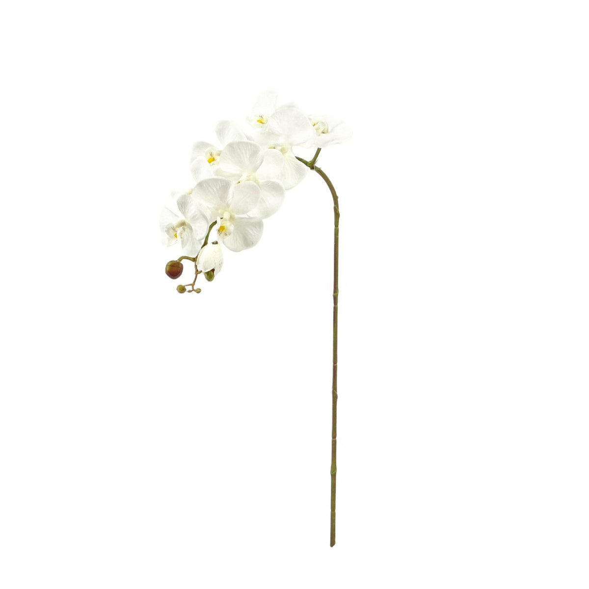 Phalaenopsis Orchid White 75cm