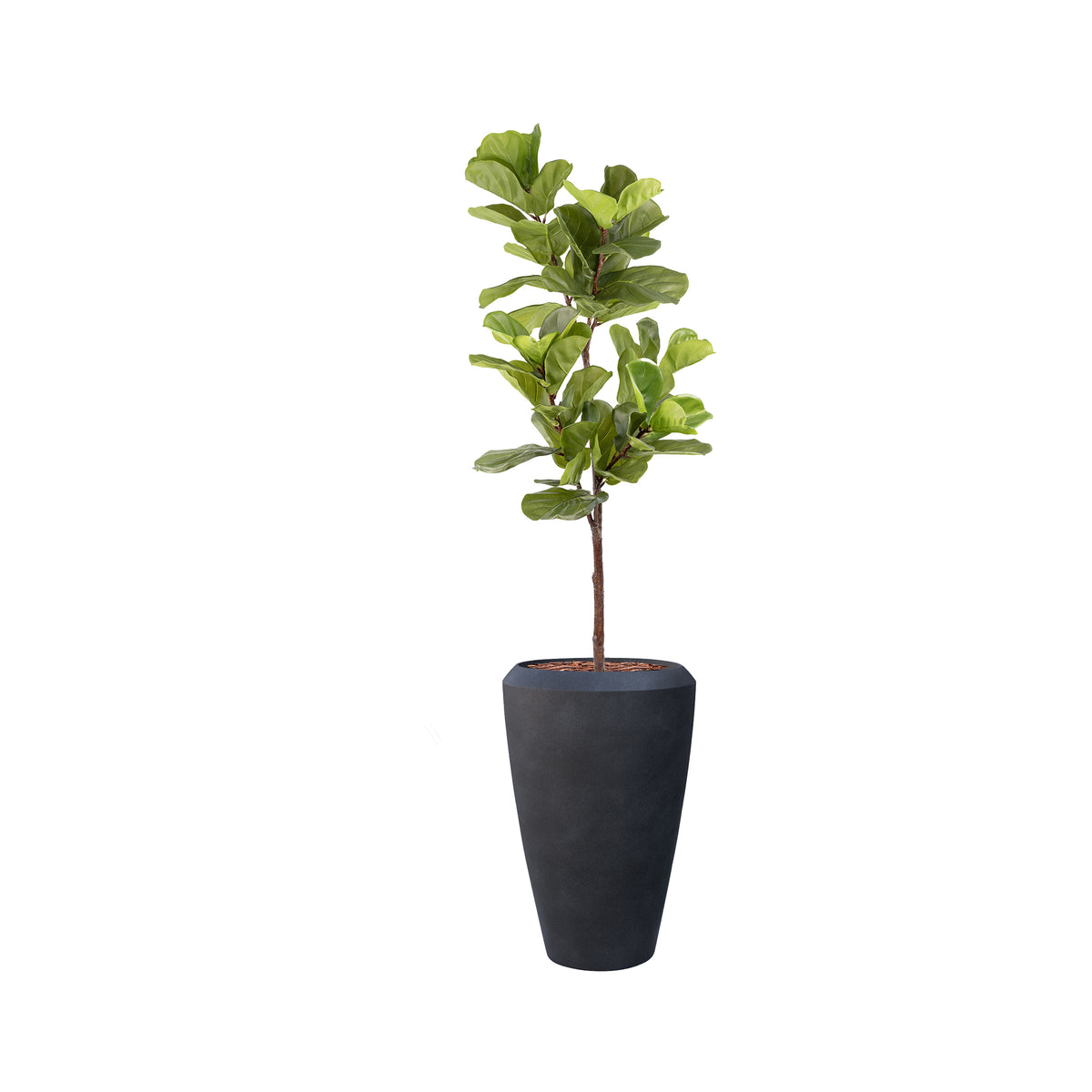 Linford Tall M Black with Fiddle Leaf Ficus - 165cm