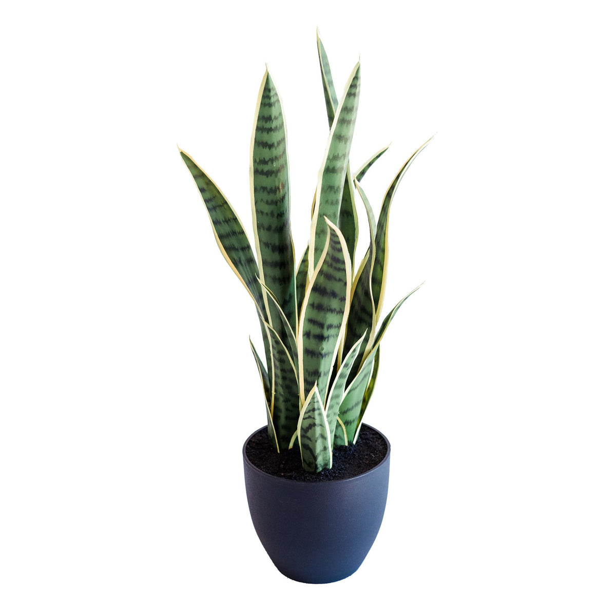 Cardin B Pot with Sansevieria 86cm