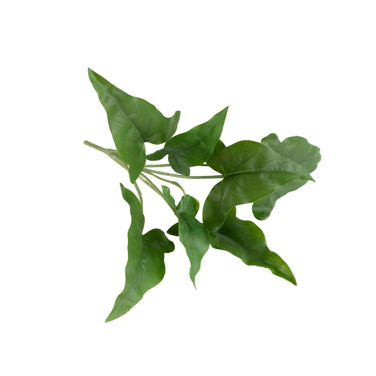 Arrowhead Bush 34cm