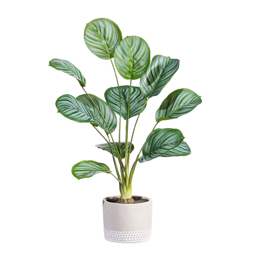 Faux Arrowroot Plant 57cm in cement pot