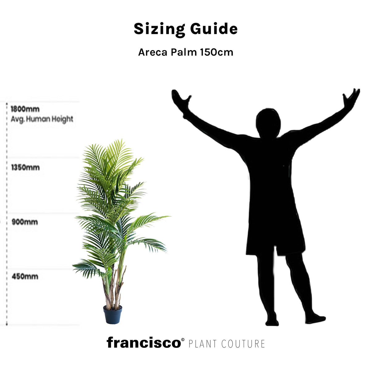 Areca Palm 150cm
