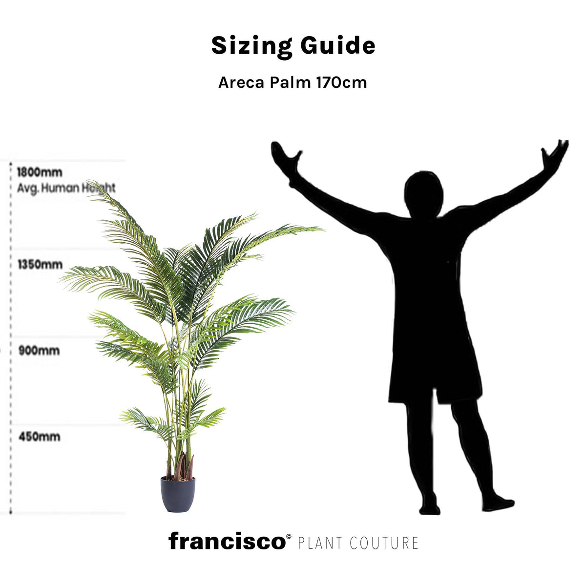 Areca Palm - 170cm