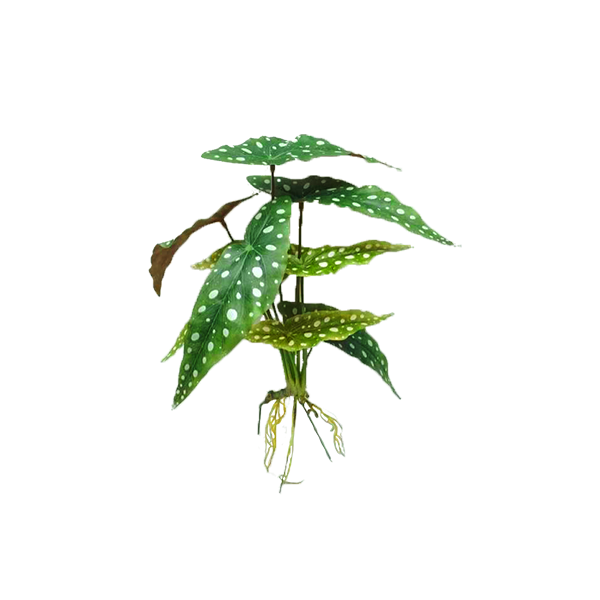 Plant Couture - Artificial Plants - Begonia Maculata 40cm