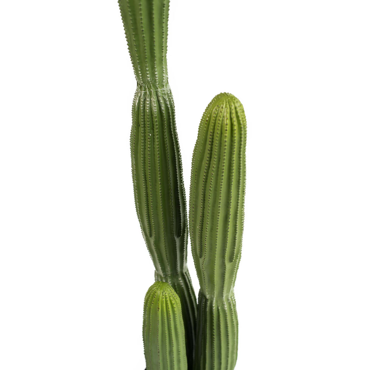 Cactus - 150cm