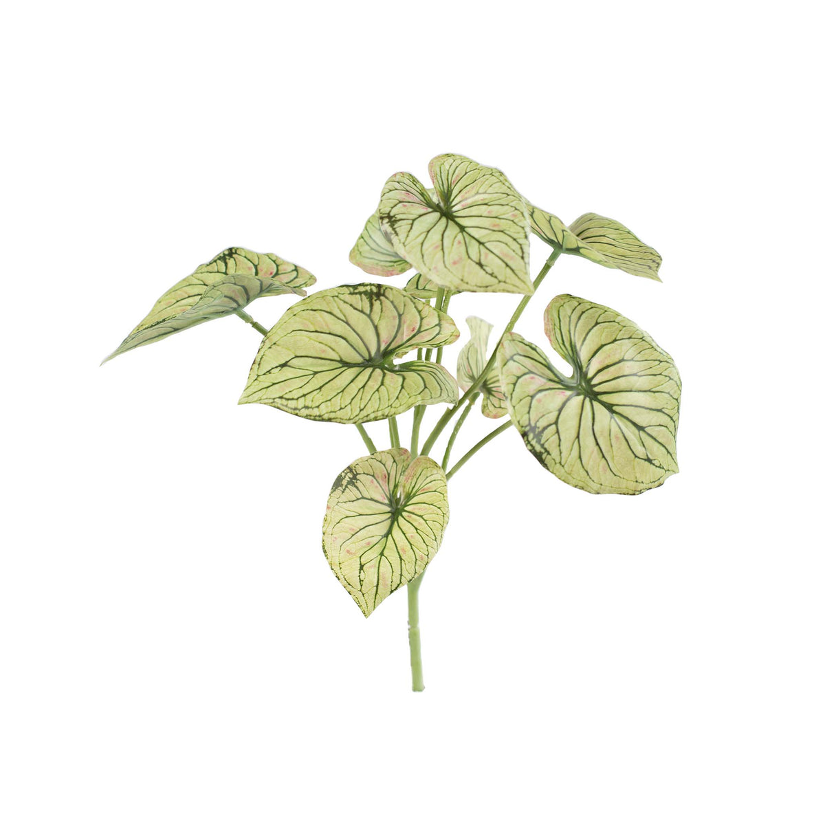 Caladium Bush - 32cm