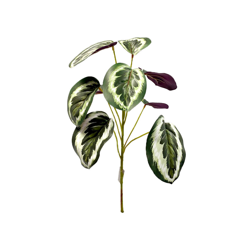 Filler Calathea - 45cm