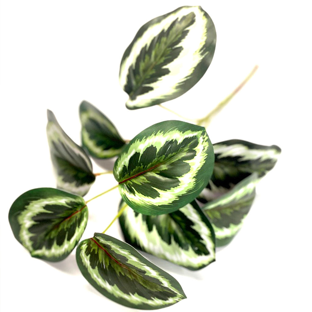 Filler Calathea - 45cm