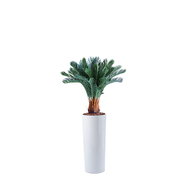 Plant Couture - Artificial Plant & Pot Combo - Cardin B with Cycas 93cm