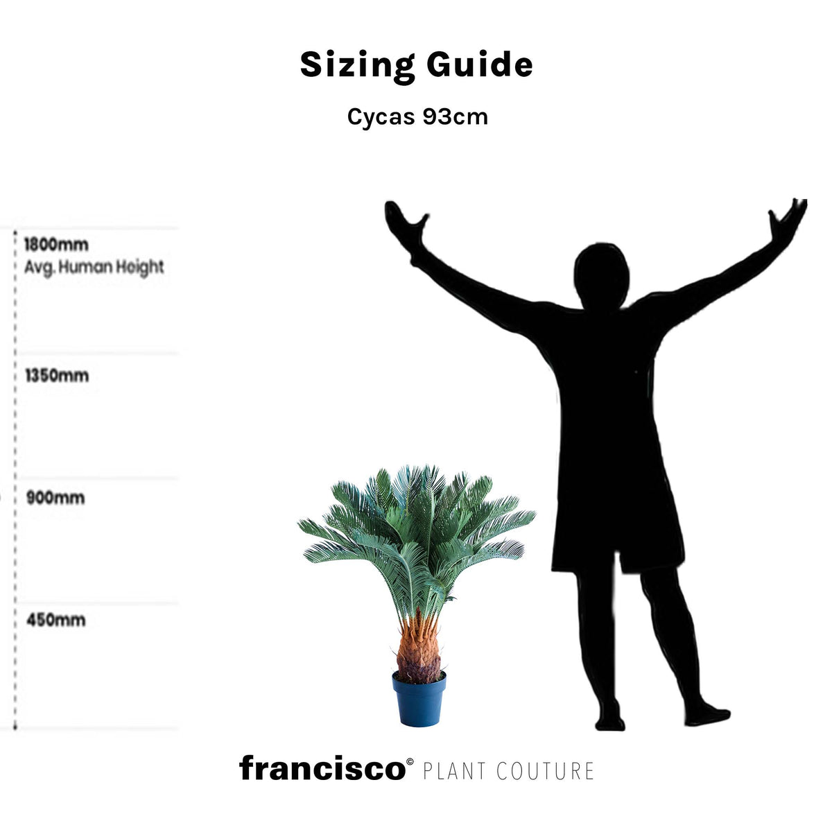 Cycas - 93cm