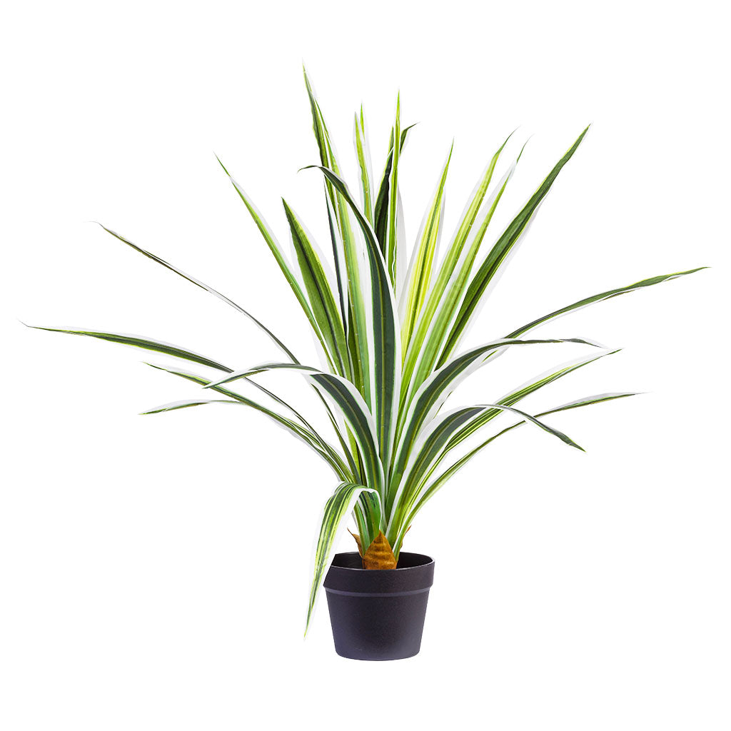 Dracaena Variegated G/W 70cm