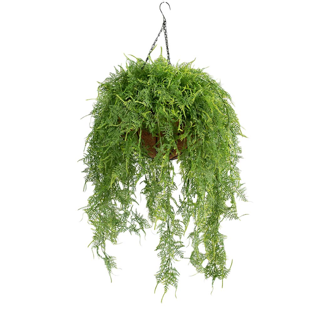 Hanging Basket L with Asparagus Fern - 100cm