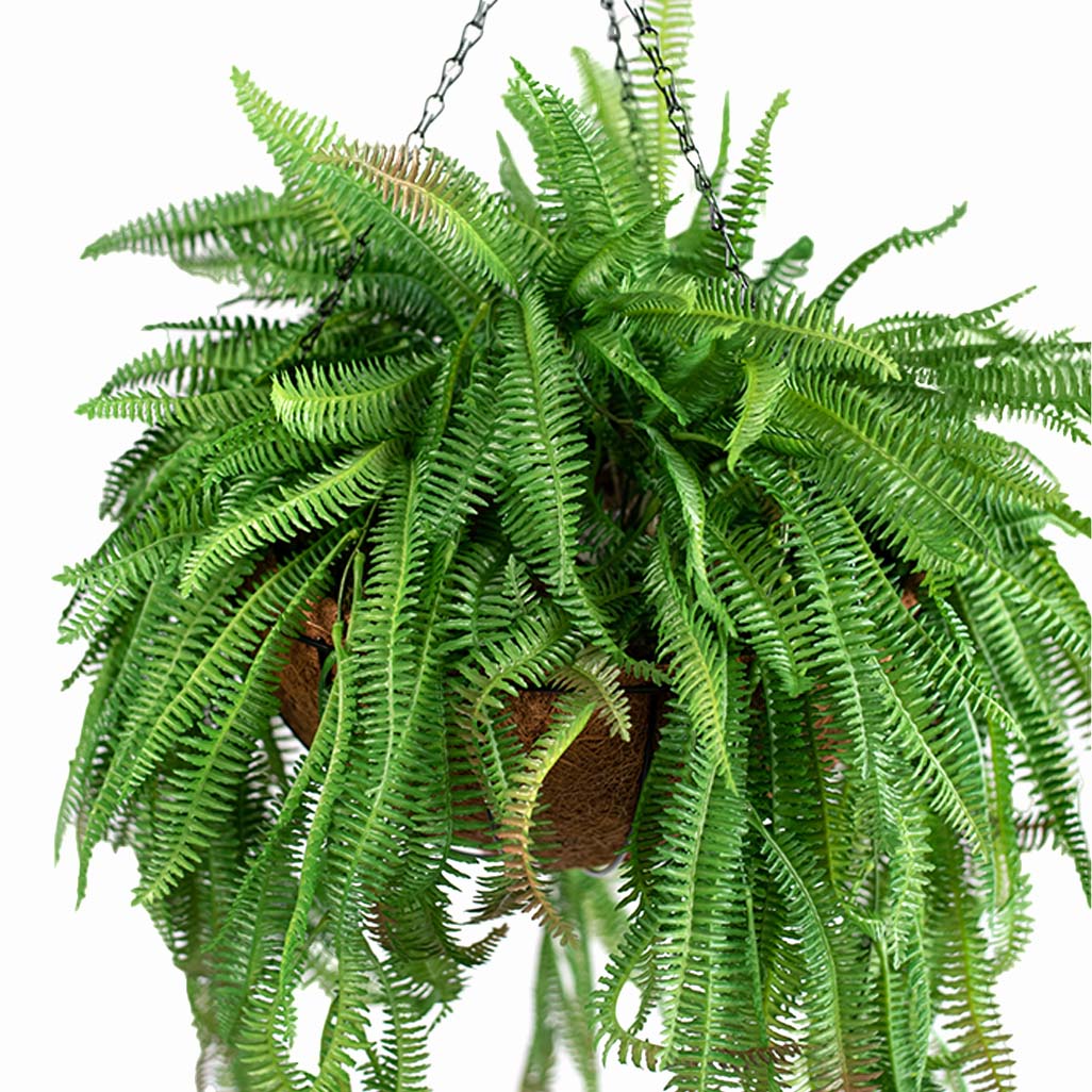 Hanging Basket S with Boston Fern