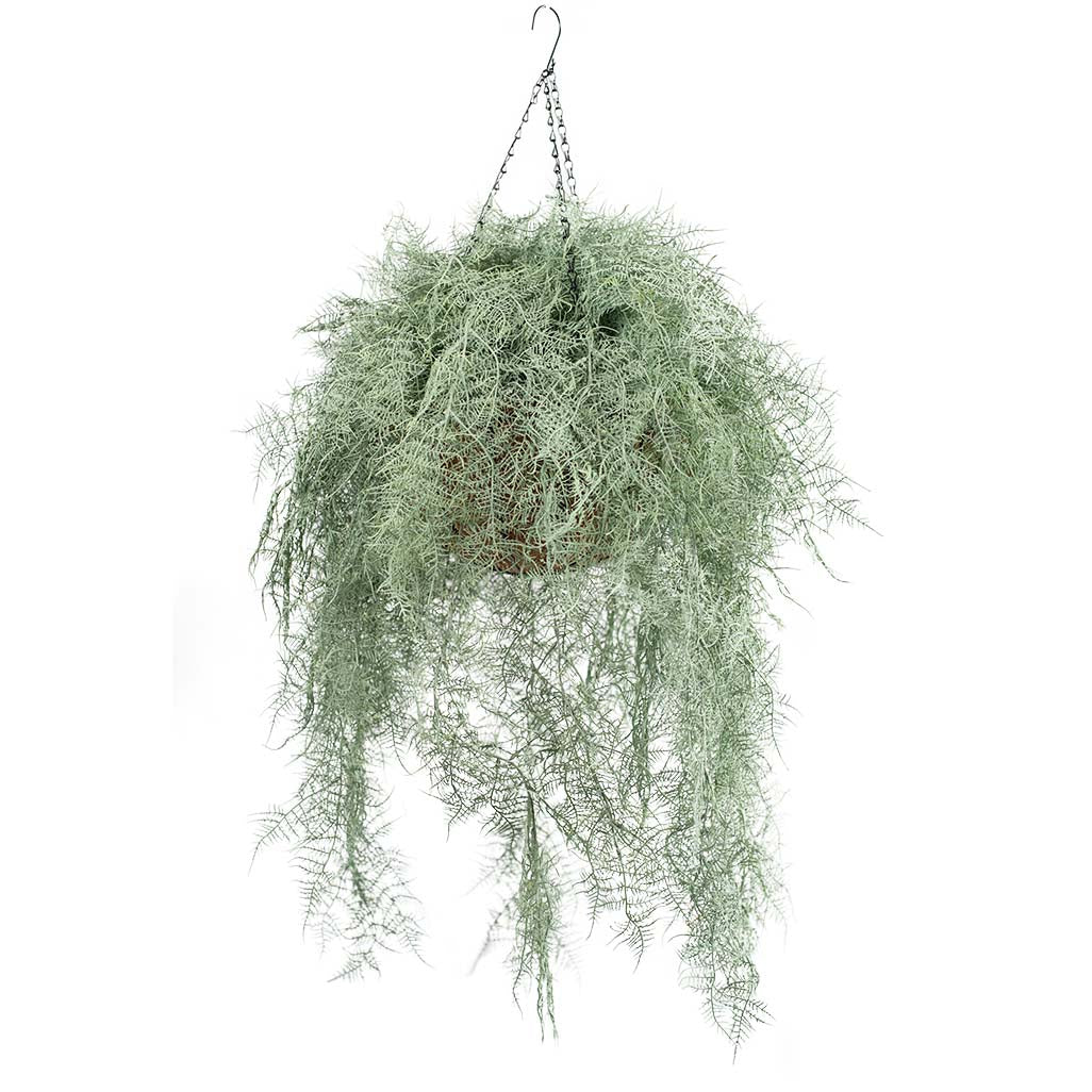 Hanging Basket L with Fern Grey 112cm