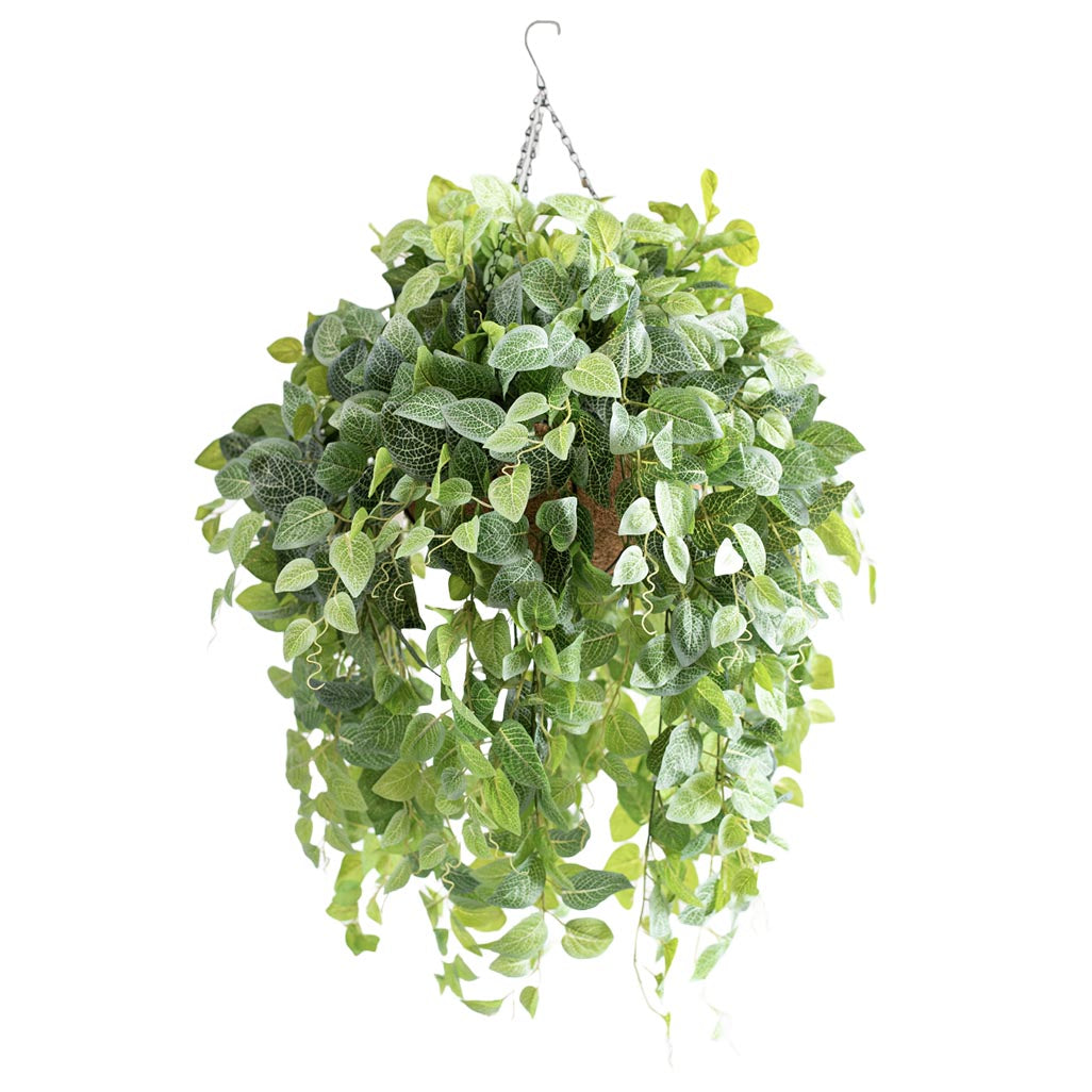 Hanging Basket L with Fittonia 90cm