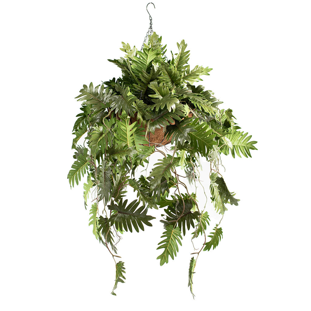 Hanging Basket L with Philodendron 90cm