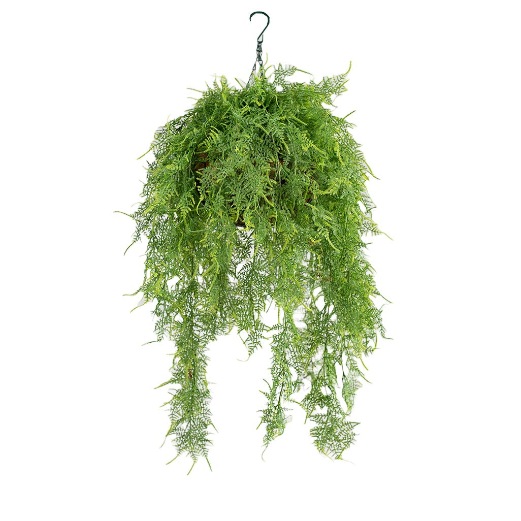 Hanging Basket M with Asparagus Fern 100cm