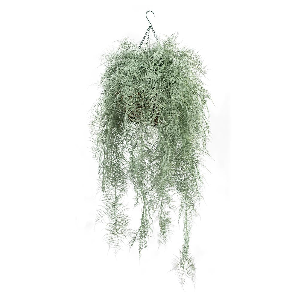 Hanging Basket M with Fern Grey 112cm