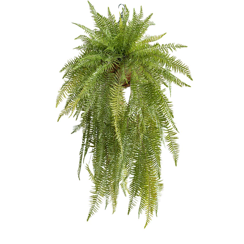 Hanging Basket M with Fern 114cm