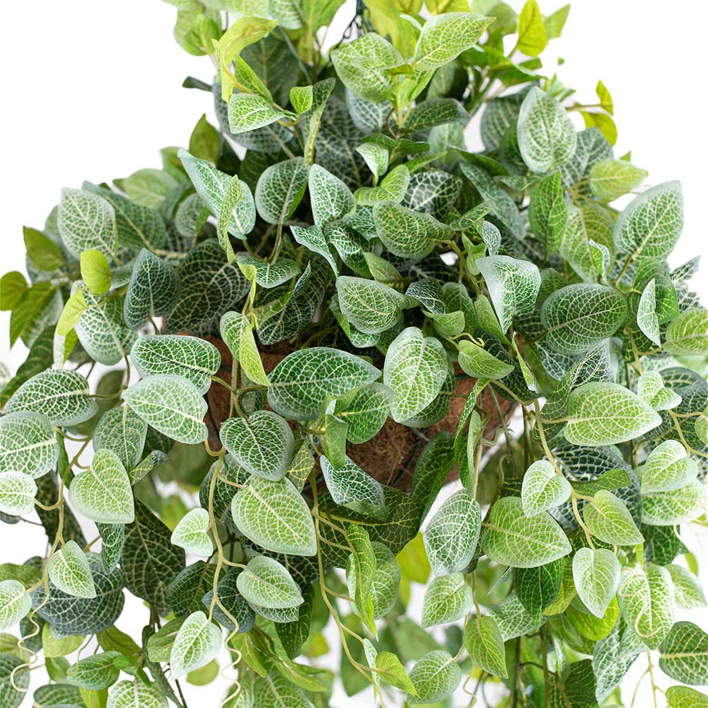 Hanging Basket M with Fittonia - 80cm