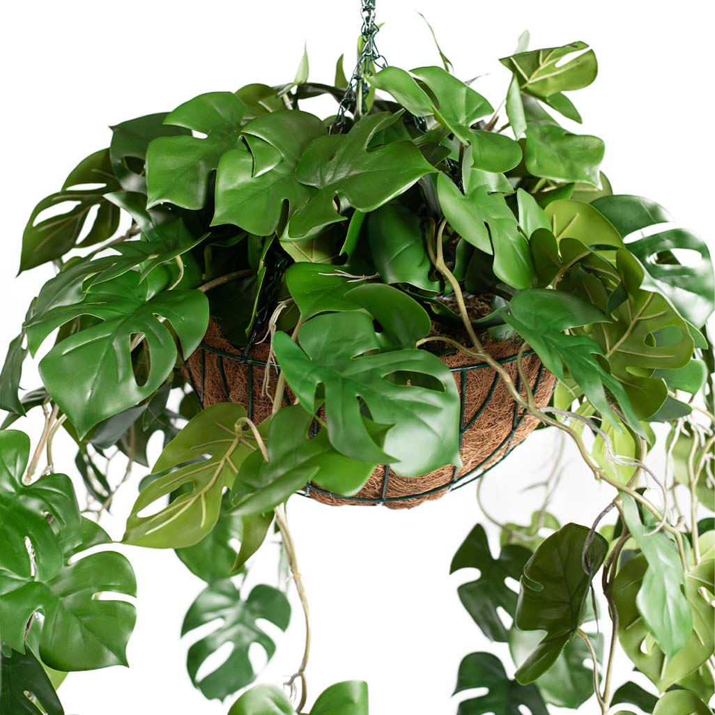 Hanging Basket M with Monstera RT 85cm