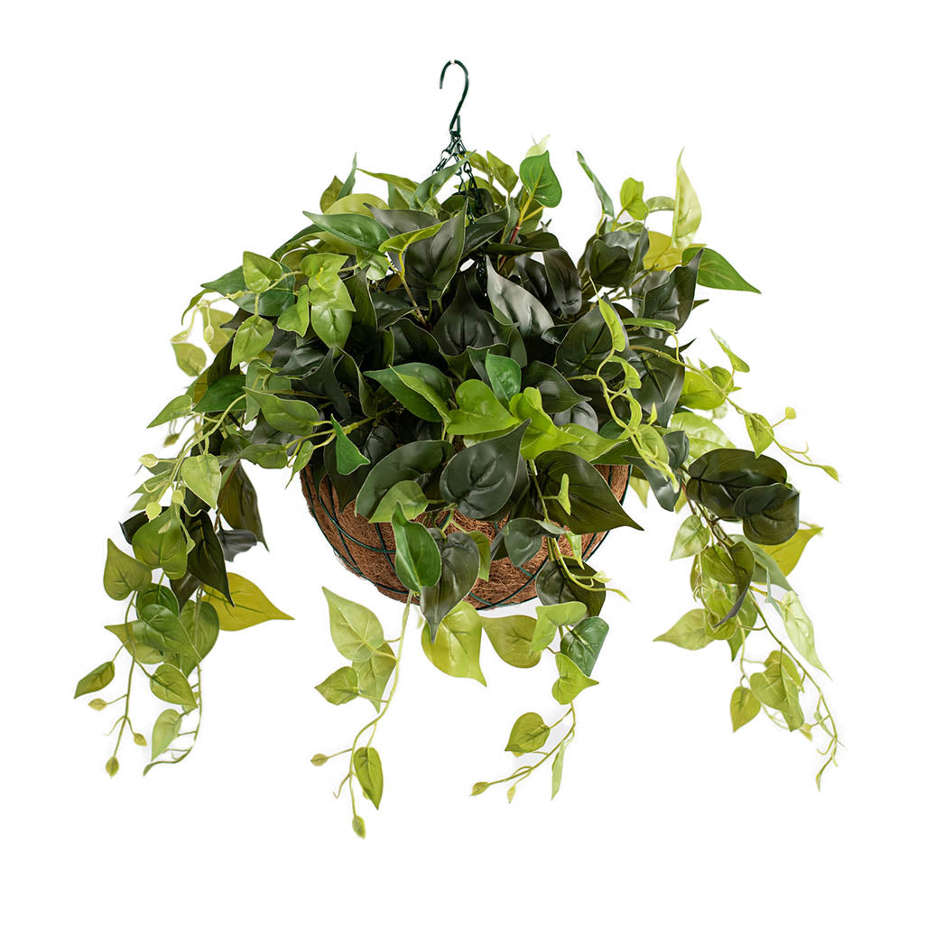 Hanging Basket M with Pothos 55cm